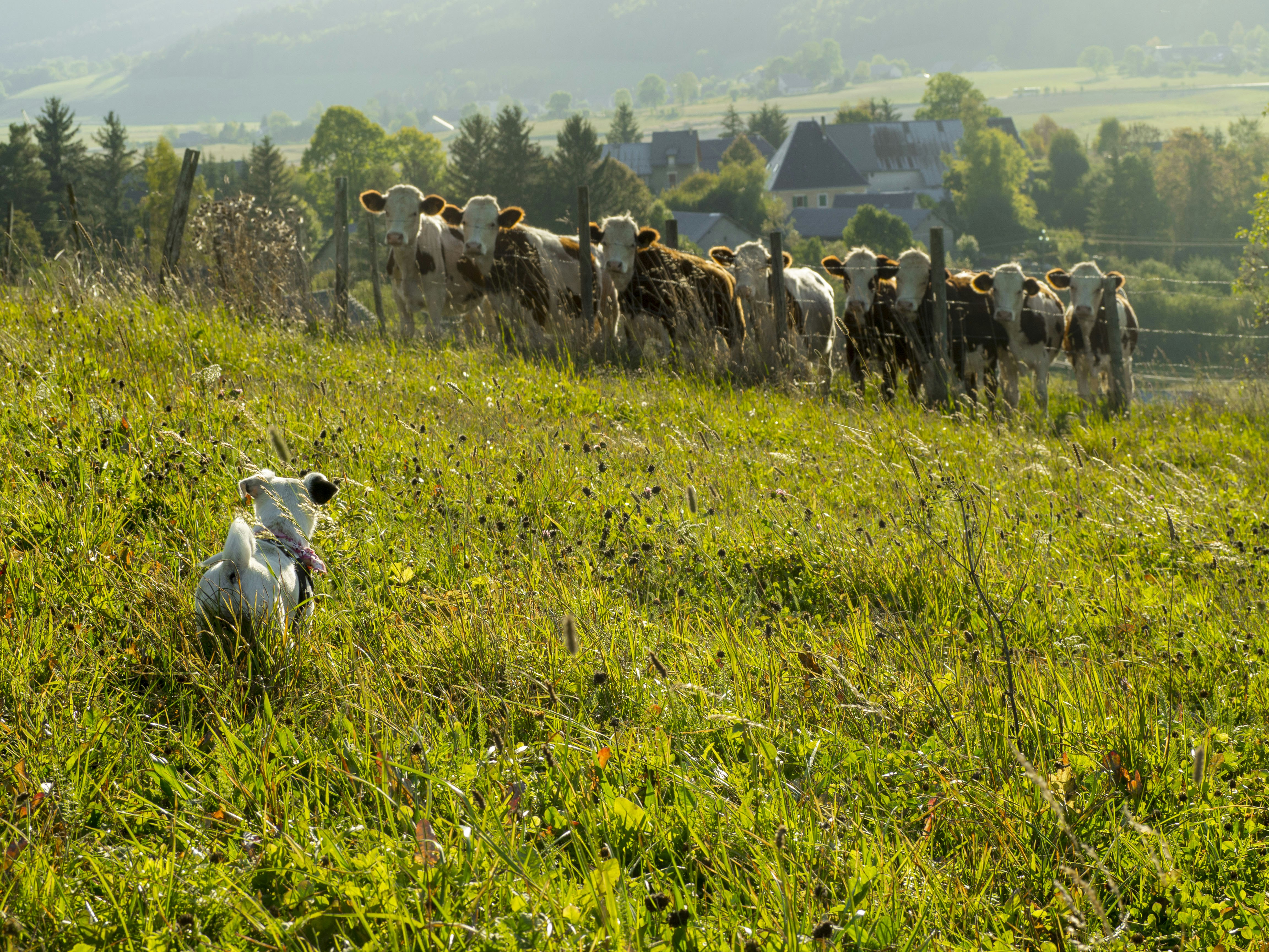 A small dog looks at some cows behind a fence