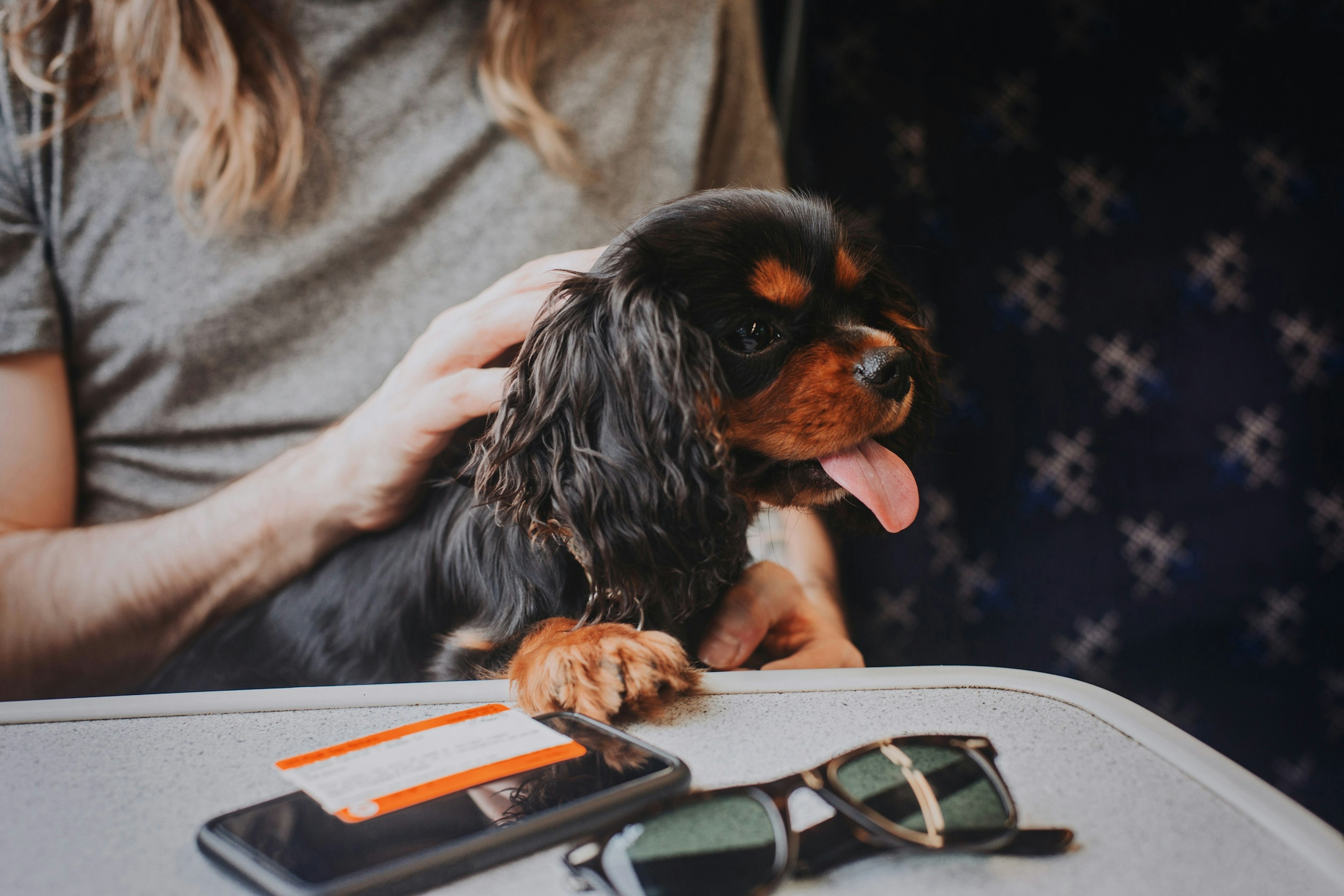 Black and tan Cavalier King Charles Spaniel puppy on a train. He is sitting on his owner's lap with one paw on the table in front of him. Sunglasses, mobile phone and train ticket on the table.