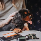 Black and tan Cavalier King Charles Spaniel puppy on a train. He is sitting on his owner's lap with one paw on the table in front of him. Sunglasses, mobile phone and train ticket on the table.