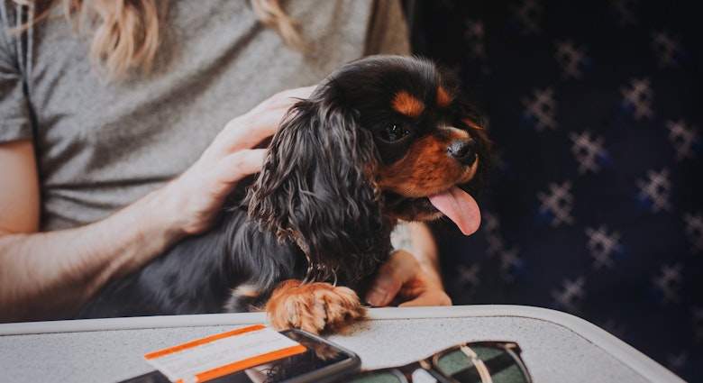 Black and tan Cavalier King Charles Spaniel puppy on a train. He is sitting on his owner's lap with one paw on the table in front of him. Sunglasses, mobile phone and train ticket on the table.