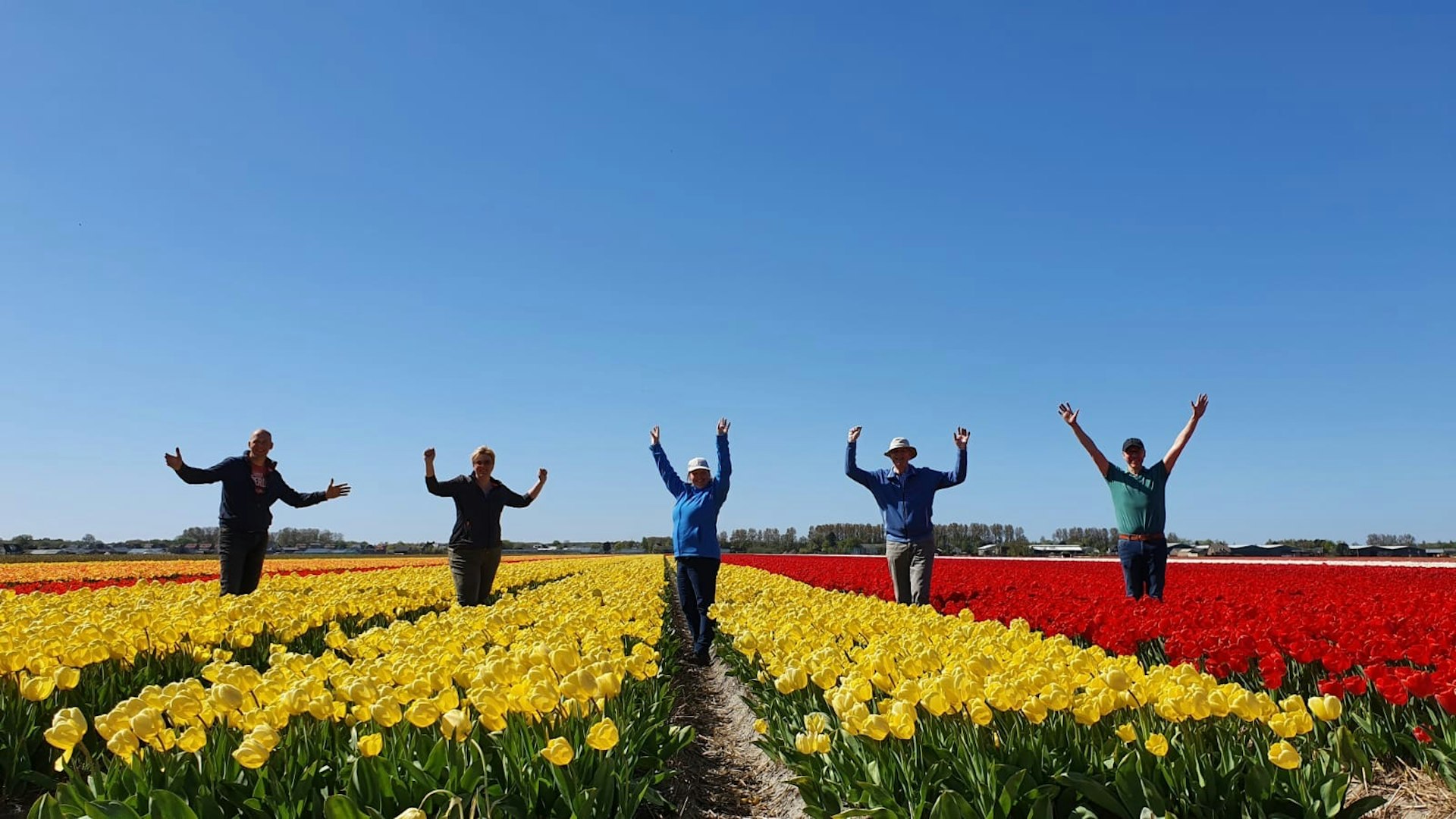 dutch tulip field.jpg