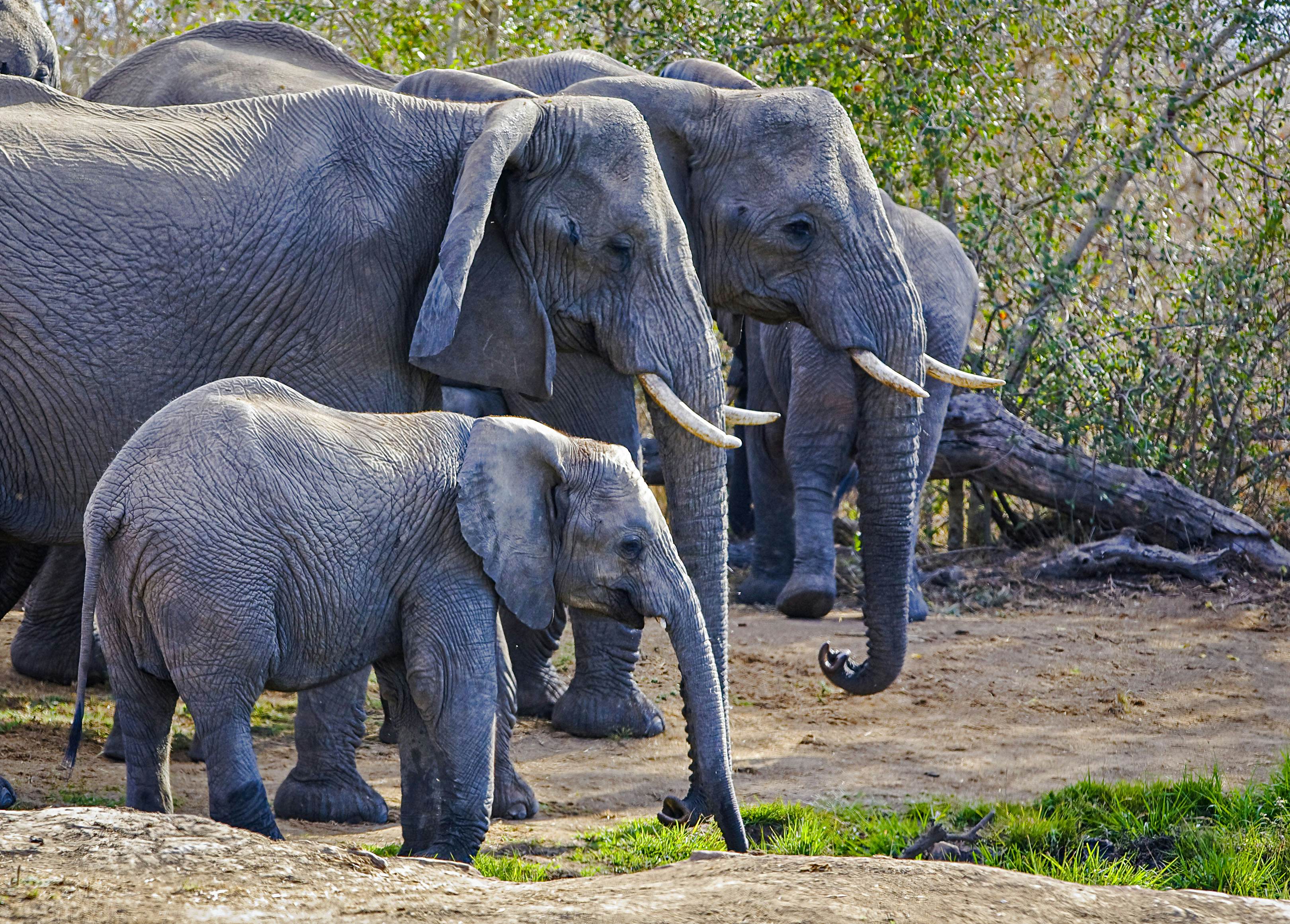 Hlane Royal National Park