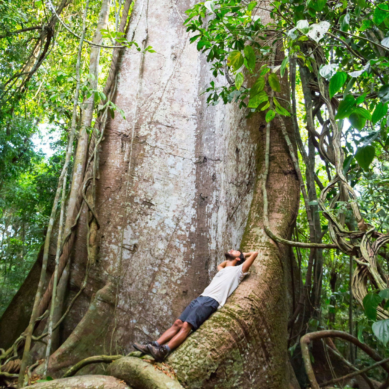Floresta Nacional do Tapajós