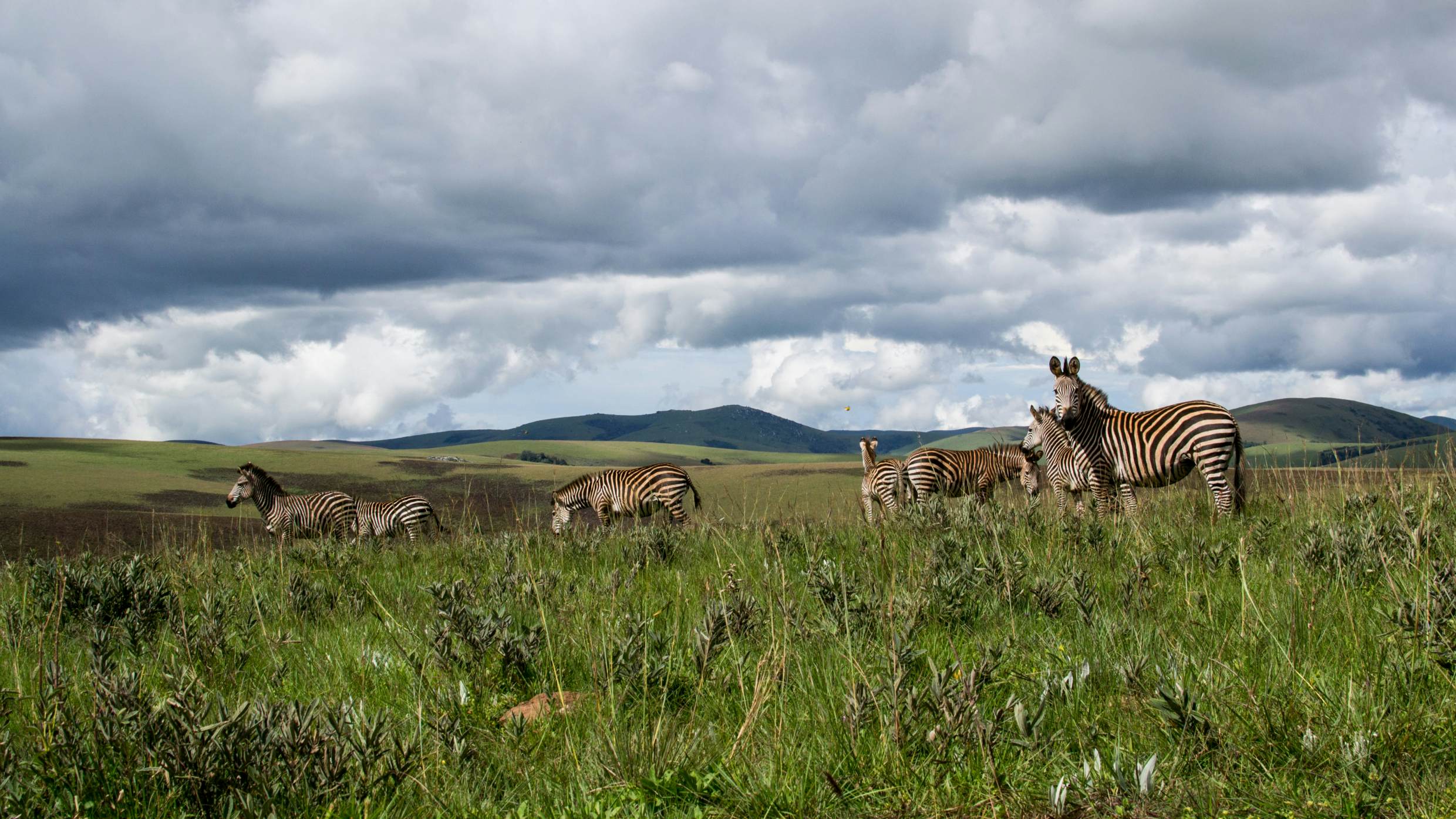 Zebra's in Nyika national park, Malawi