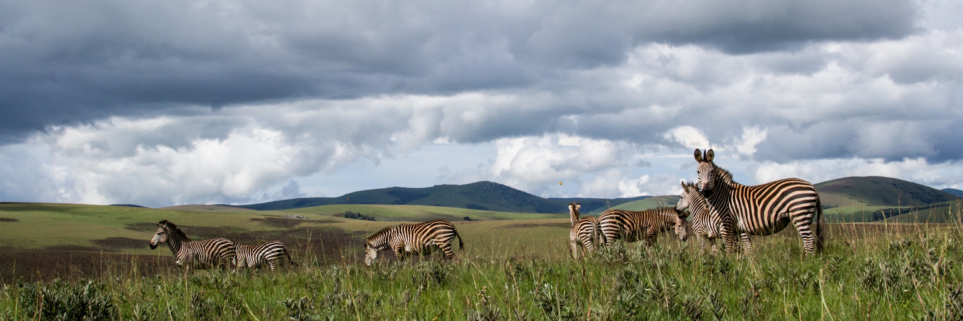 Zebra's in Nyika national park, Malawi