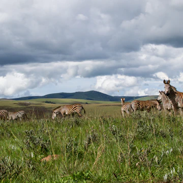 Zebra's in Nyika national park, Malawi