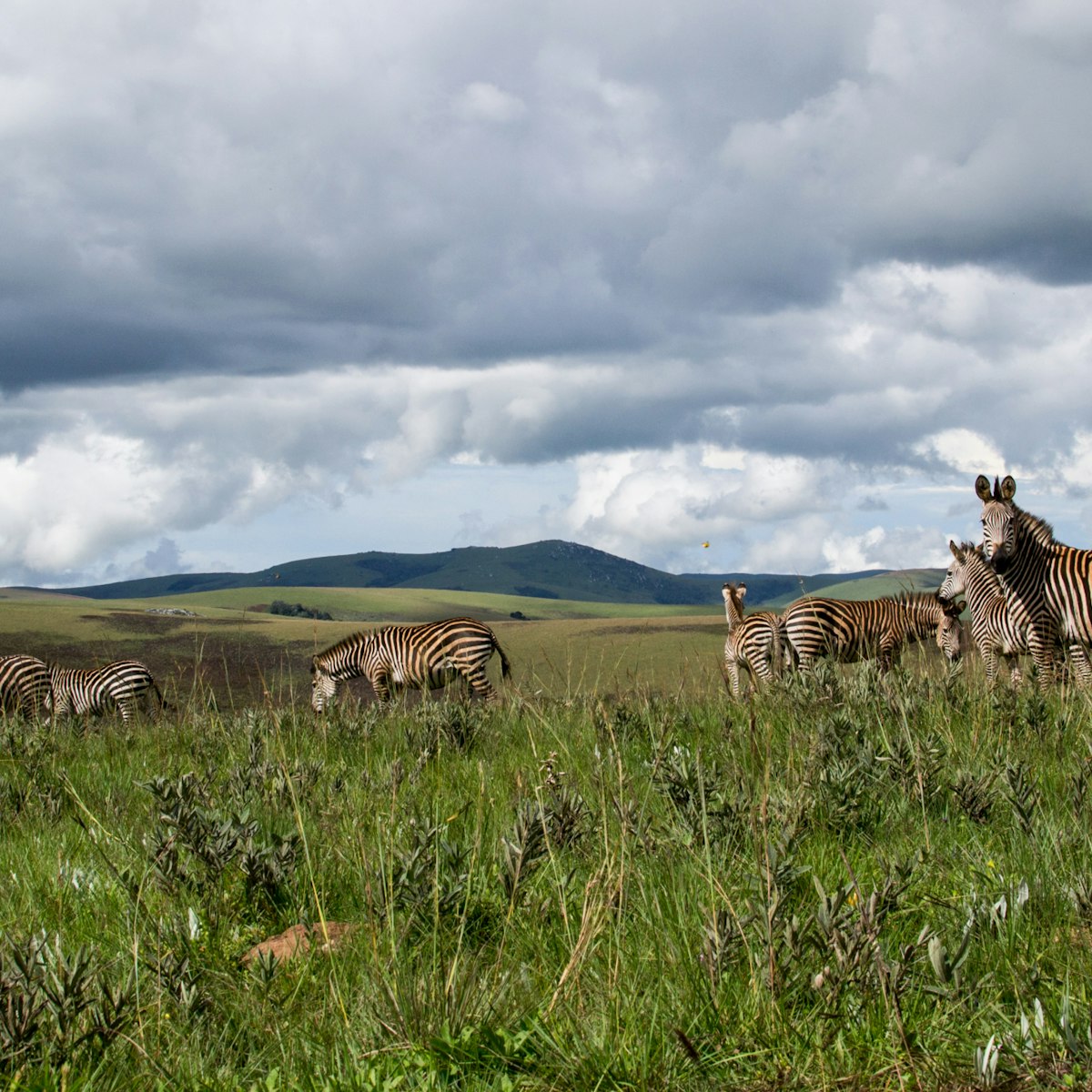 Zebra's in Nyika national park, Malawi