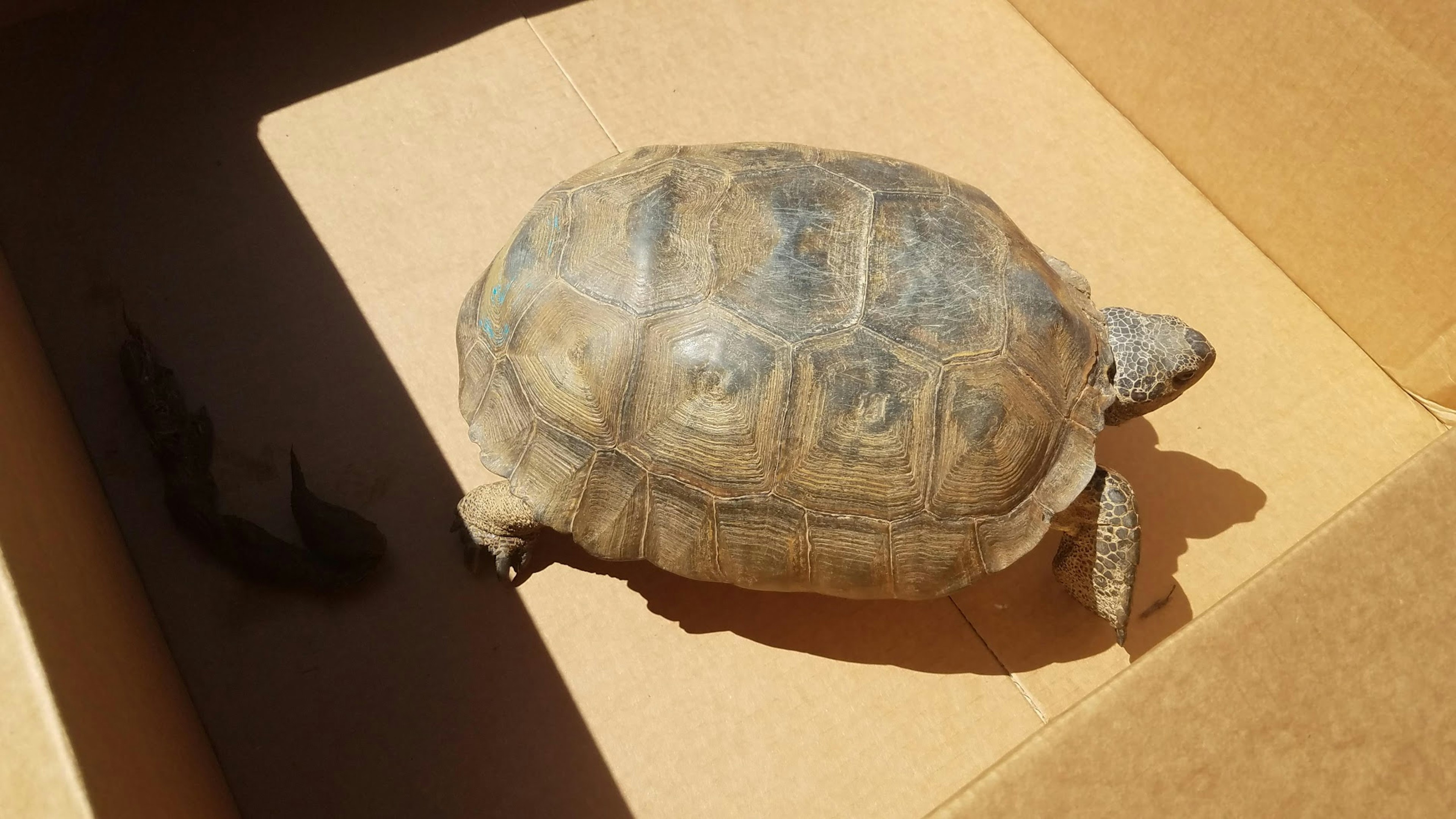 A gopher tortoise sits in a cardboard box with a brown and greenish shell