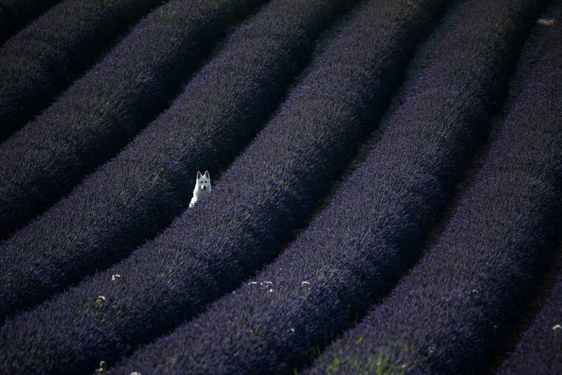 lavendar rasta