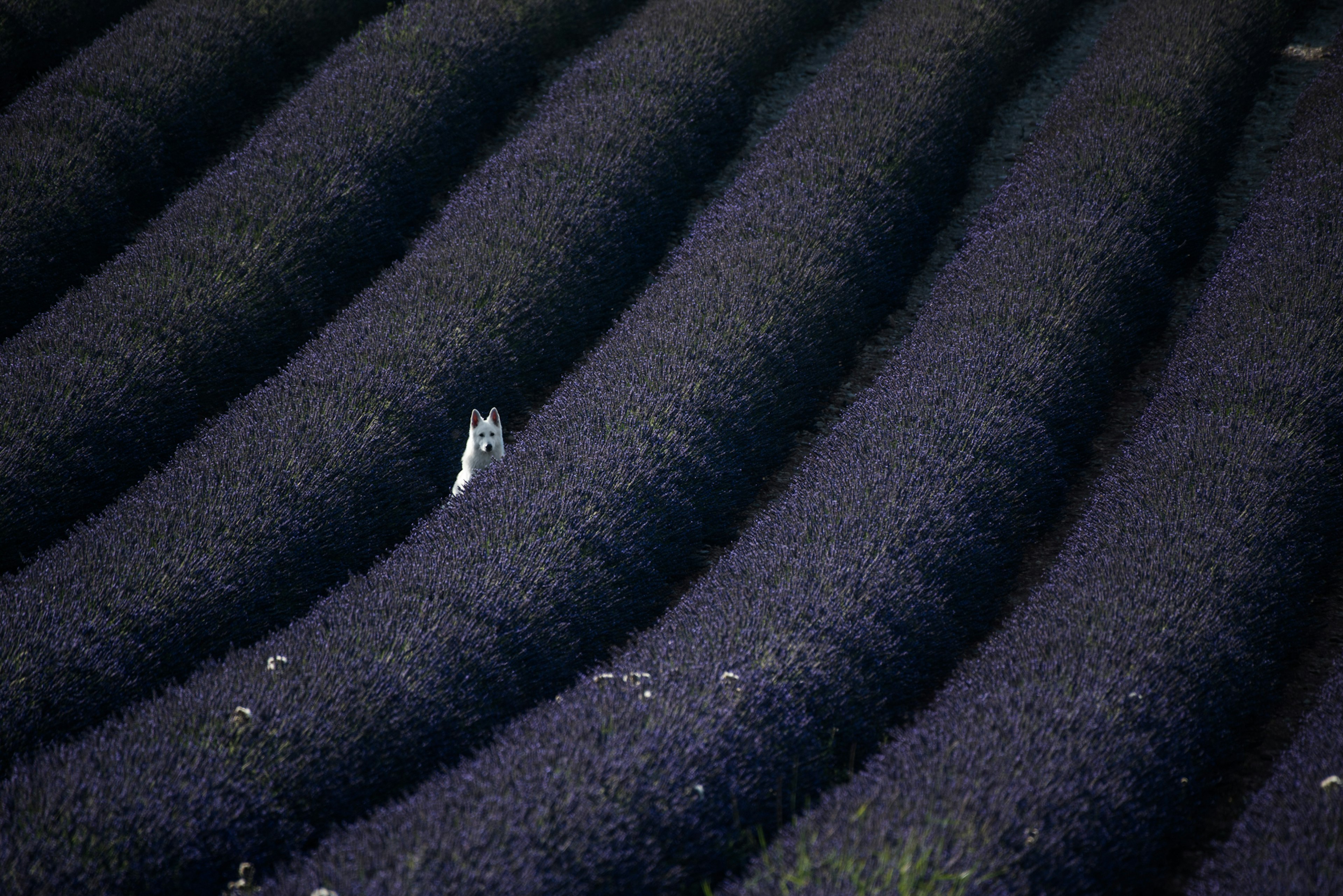 lavendar rasta