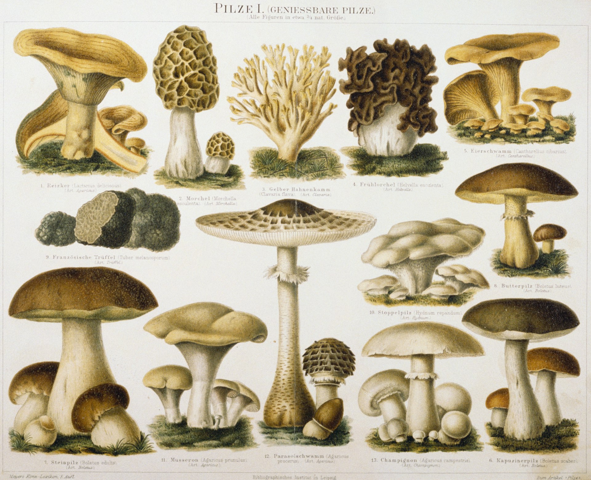 German Illustration of Edible Fungi