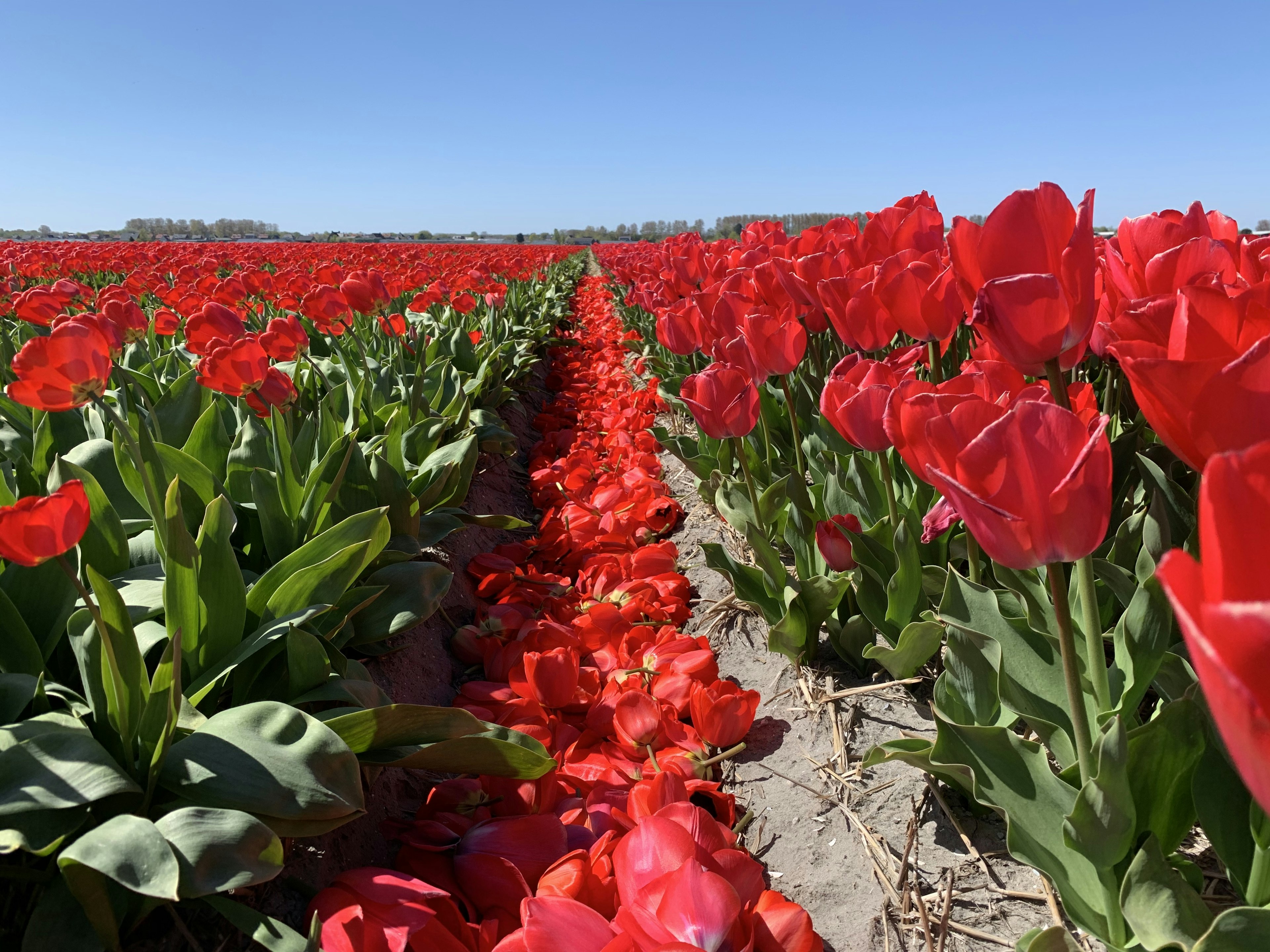 netherlands tulips