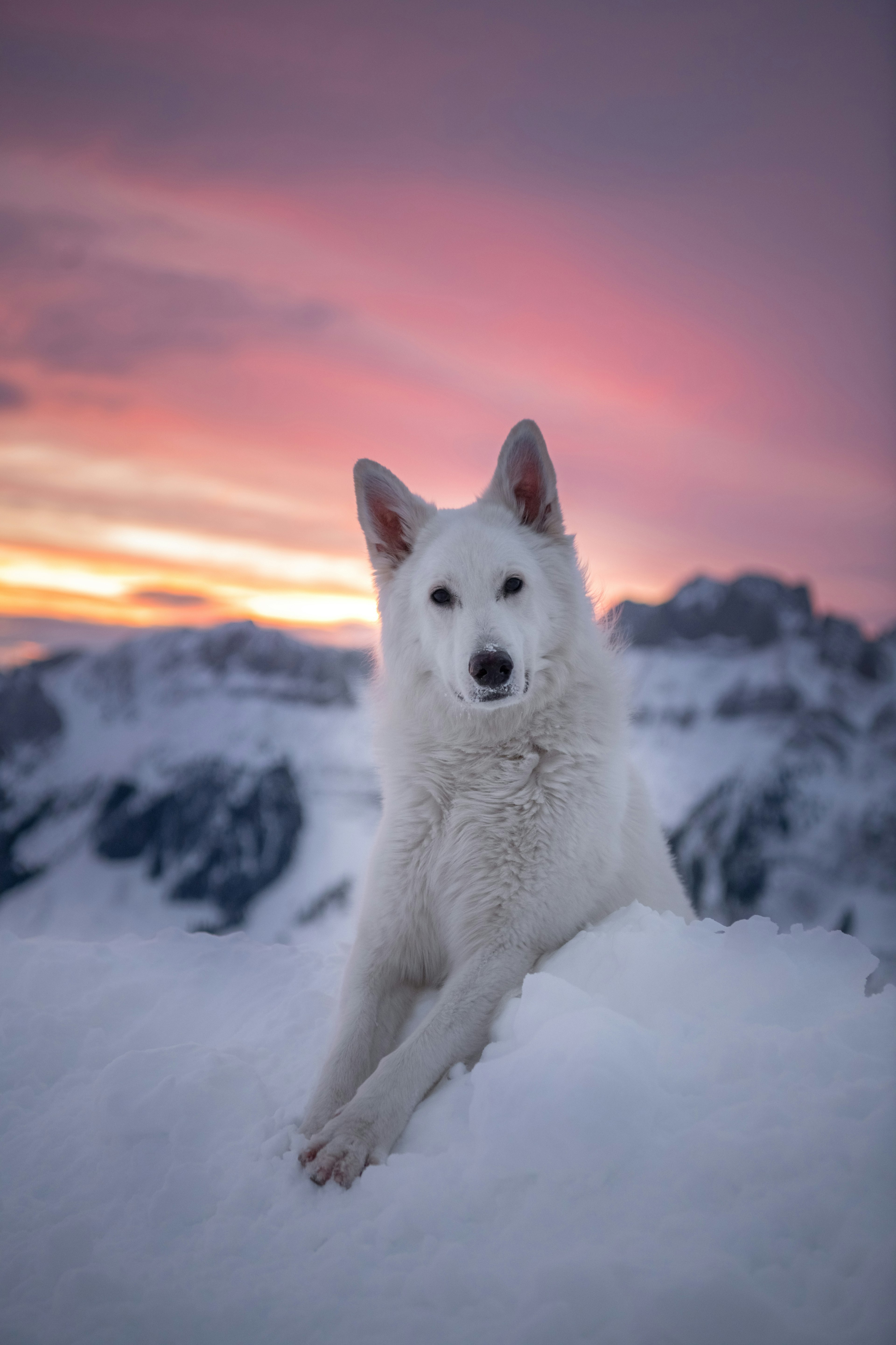 rasta the dog sunset