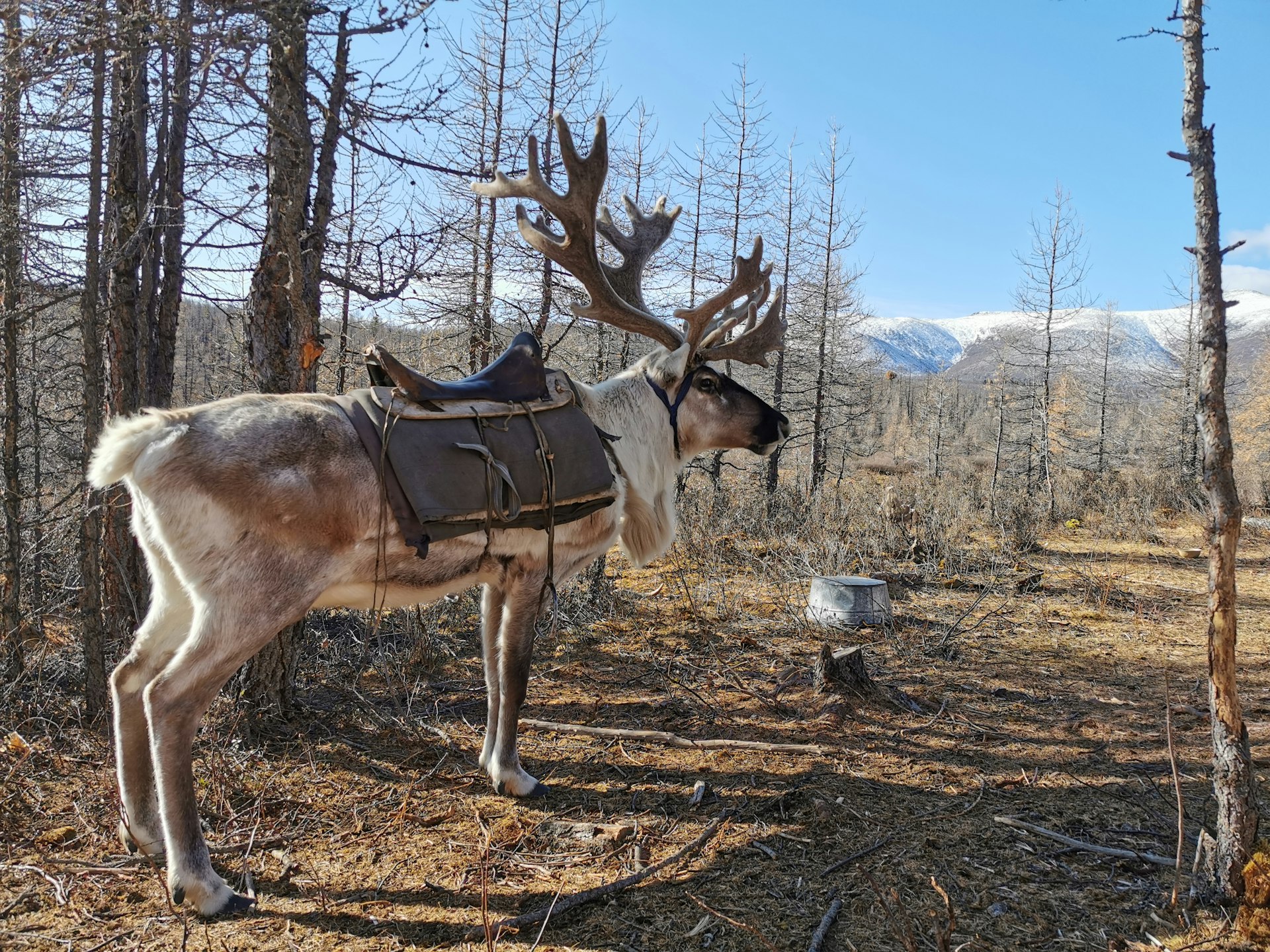 A reindeer with a saddle stands before bare trees, with snow-capped mountains in the background.