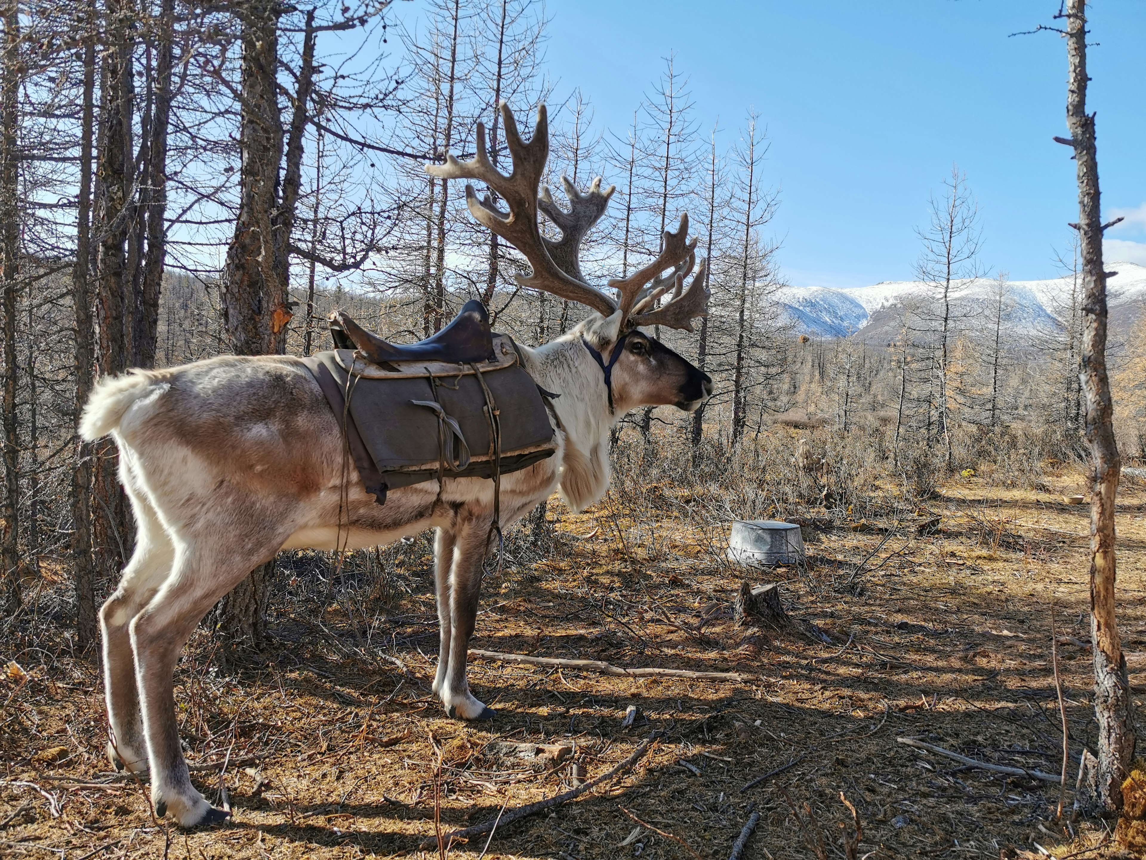 A reindeer with a saddle stands before bare trees, with snow-capped mountains in the background.