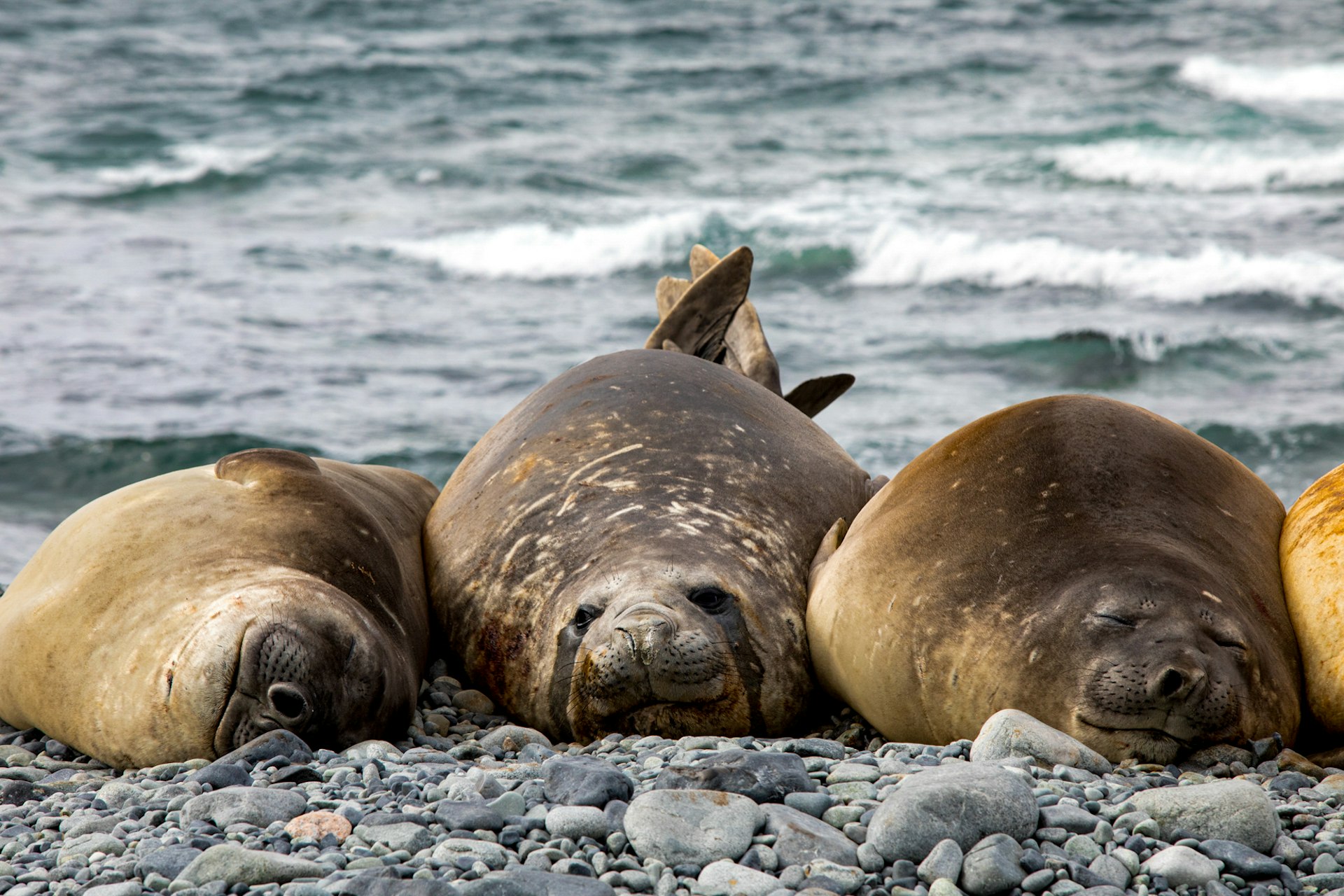 Three seals relaxing together on a pebbled beach.