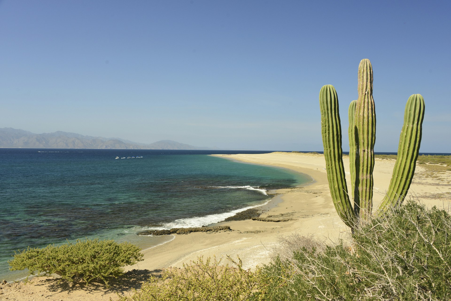 Cactus plant and sandy beach on island in the Sea of Cortez on the Baja California Peninsula near La Paz Mexico