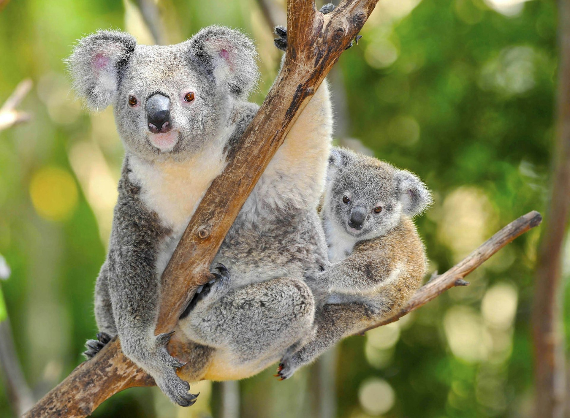 Australian Koala Bear with her baby in eucalyptus tree in Sydney, NSW