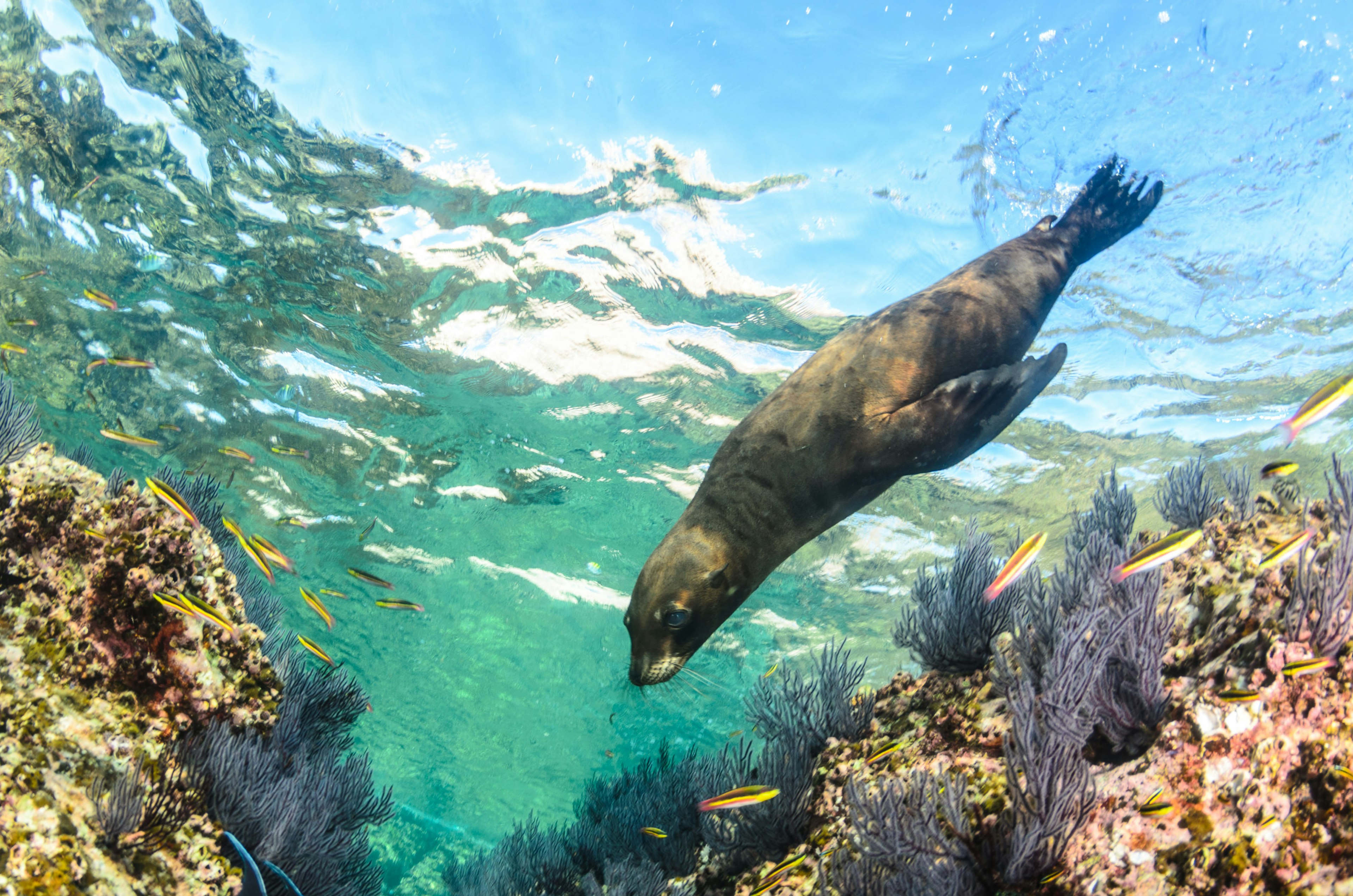 Californian sea lion (Zalophus californianus) swimming and playing in the reefs of Los Islotes in Espiritu Santo island.