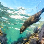 Californian sea lion (Zalophus californianus) swimming and playing in the reefs of Los Islotes in Espiritu Santo island.
