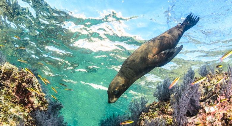Californian sea lion (Zalophus californianus) swimming and playing in the reefs of Los Islotes in Espiritu Santo island.