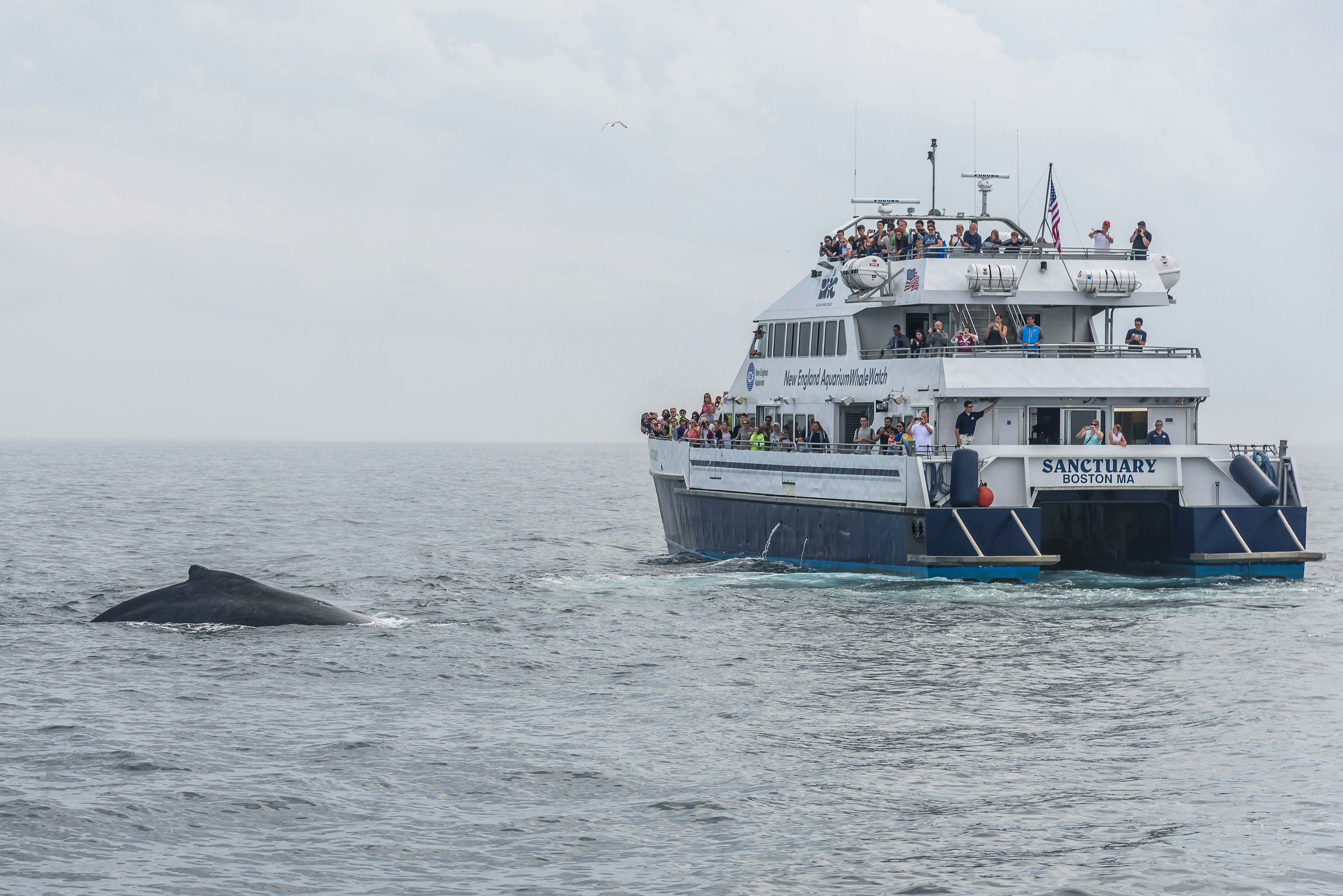 Whale watching boat spots a whale in Stellwagen Bank.