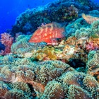 Colourful coral grouper on a healthy, vibrant tropical coral reef at Richelieu Rock, Similan Islands.