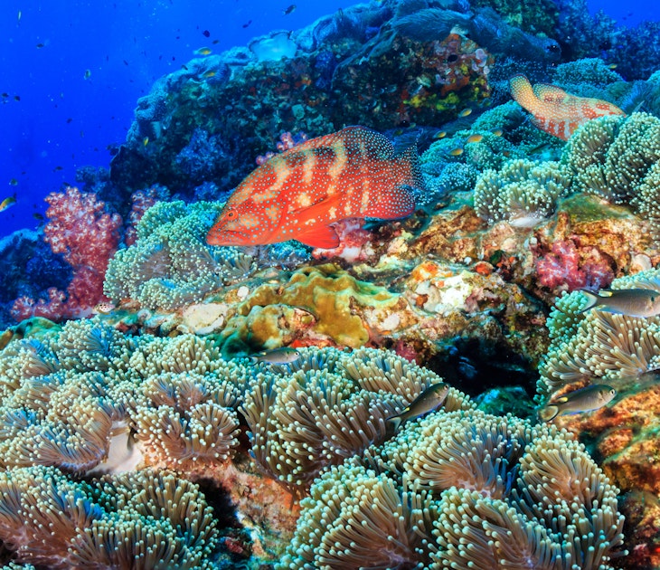 Colourful coral grouper on a healthy, vibrant tropical coral reef at Richelieu Rock, Similan Islands.