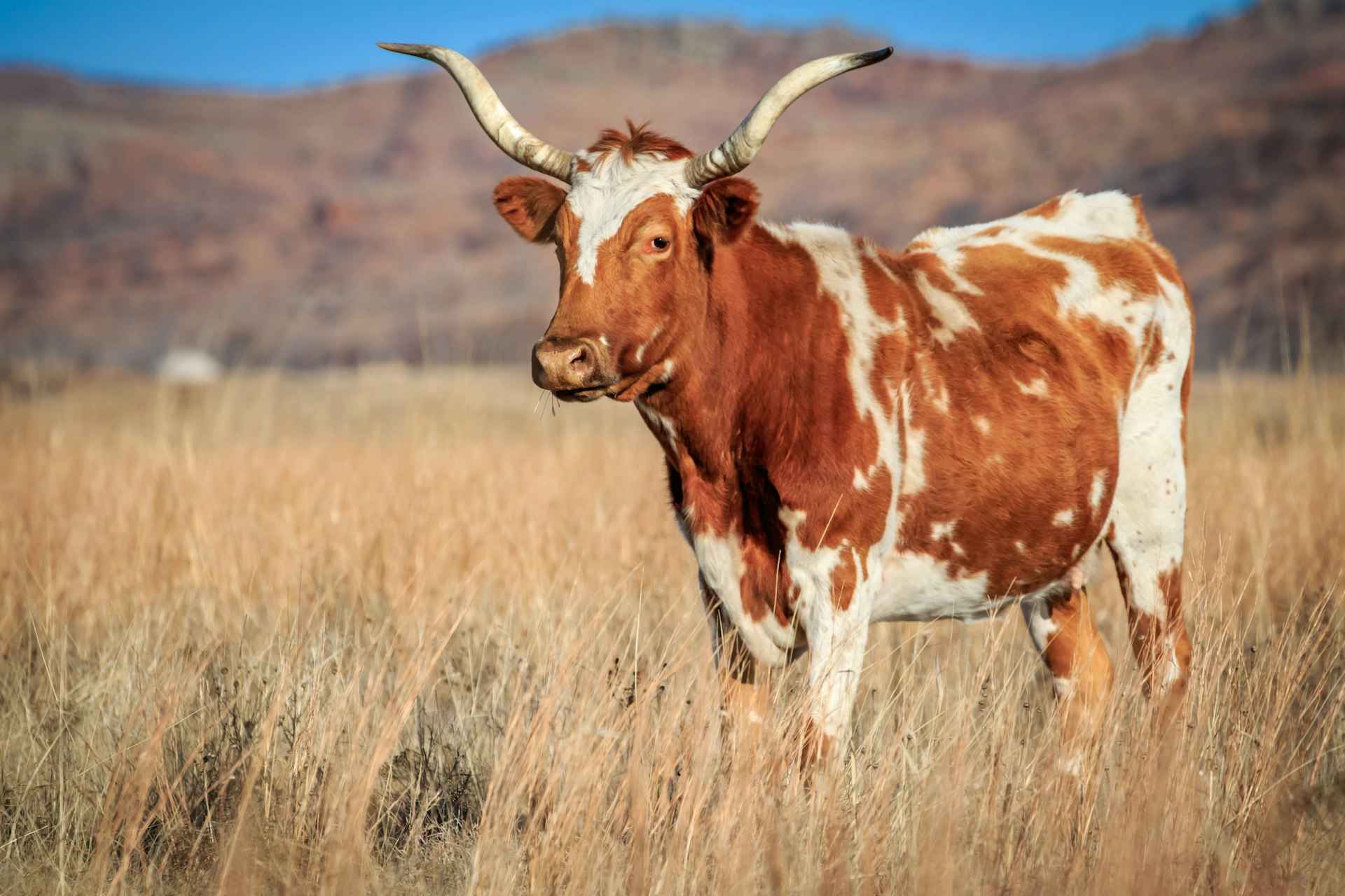 A wild longhorn (Bos taurus) cow on the prairie in the Wichita Mountains Wildlife Refuge in Oklahoma