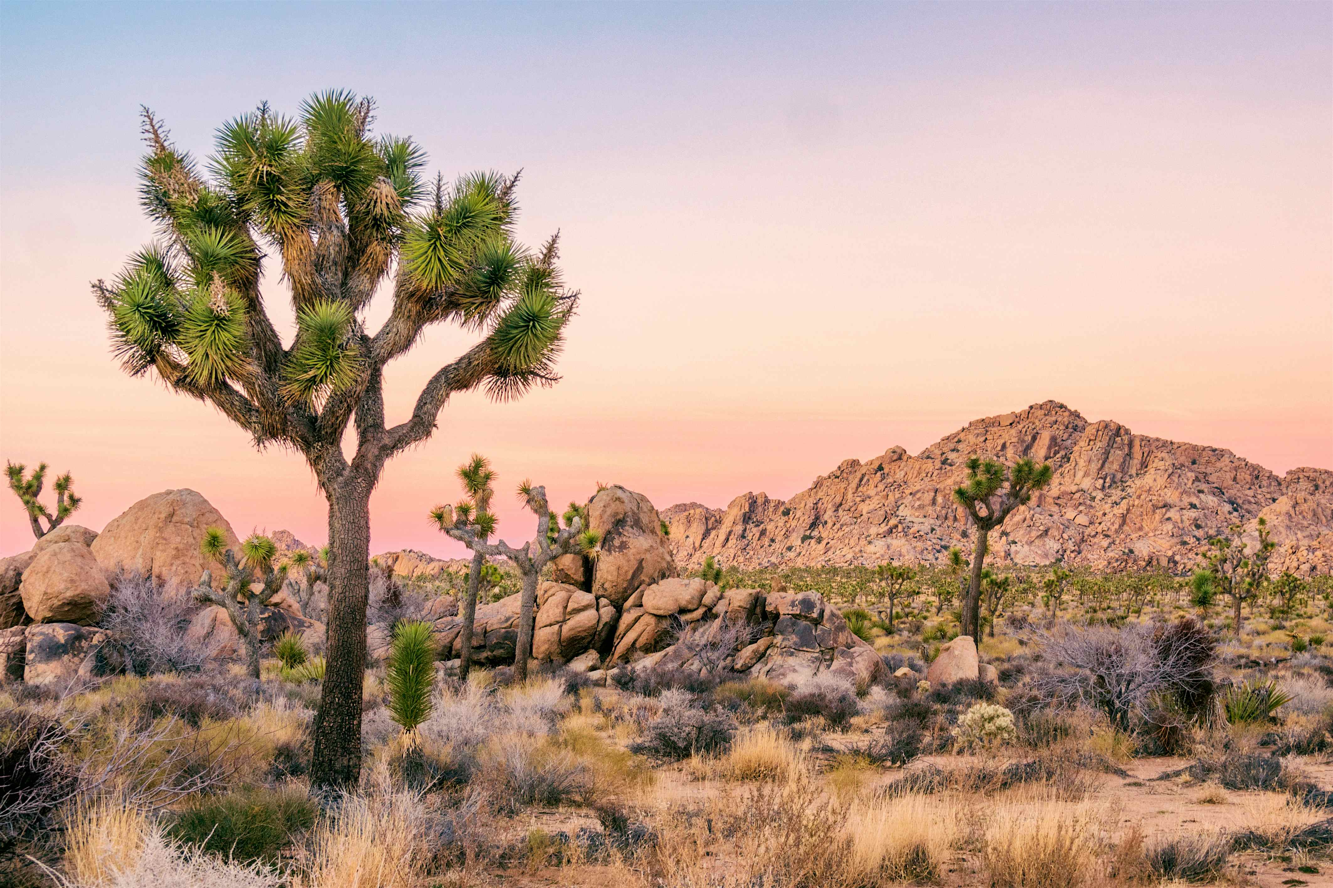 California's iconic Joshua trees may be declared endangered in effort