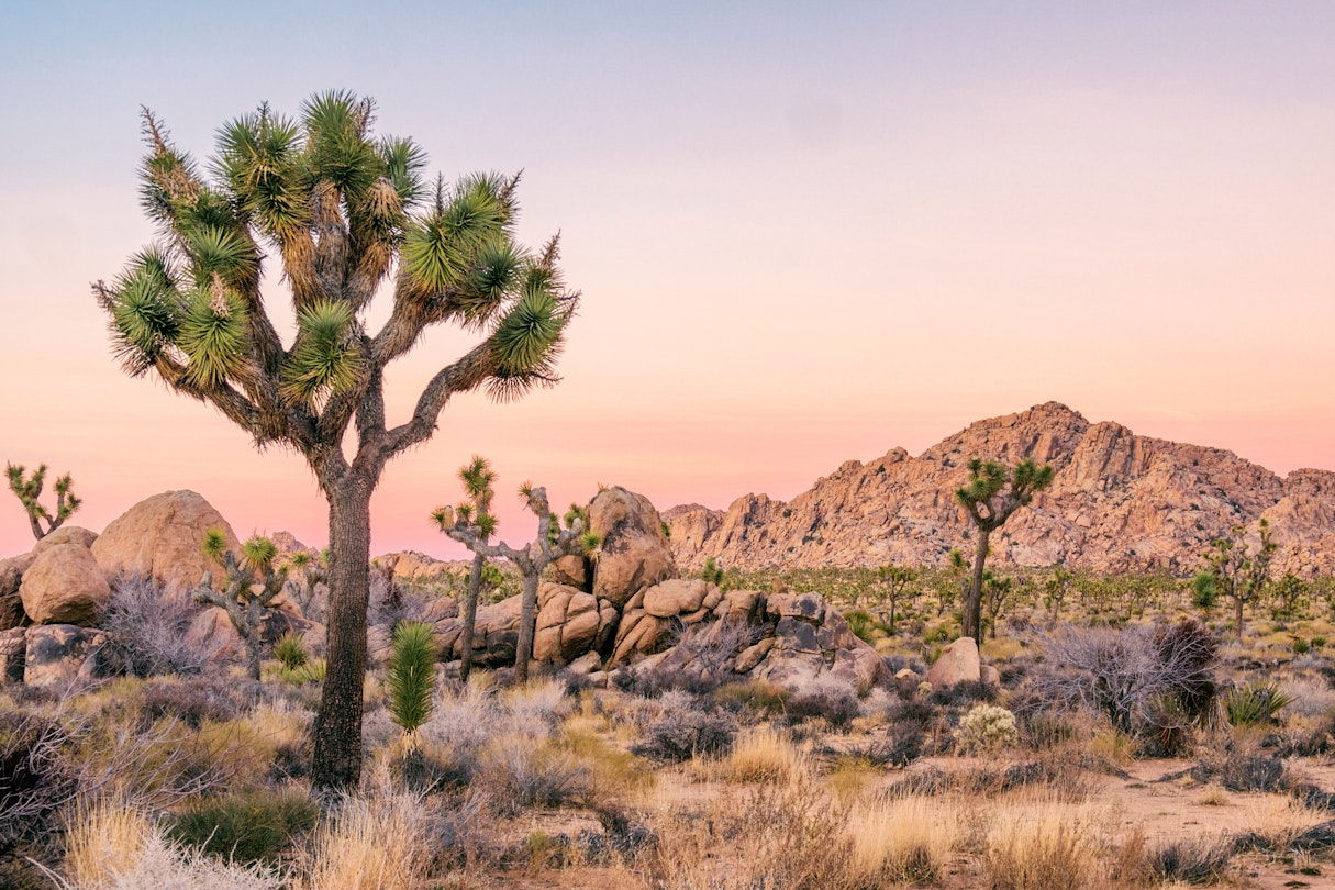 New Petition To Protect Californias Iconic Joshua Trees Lonely Planet
