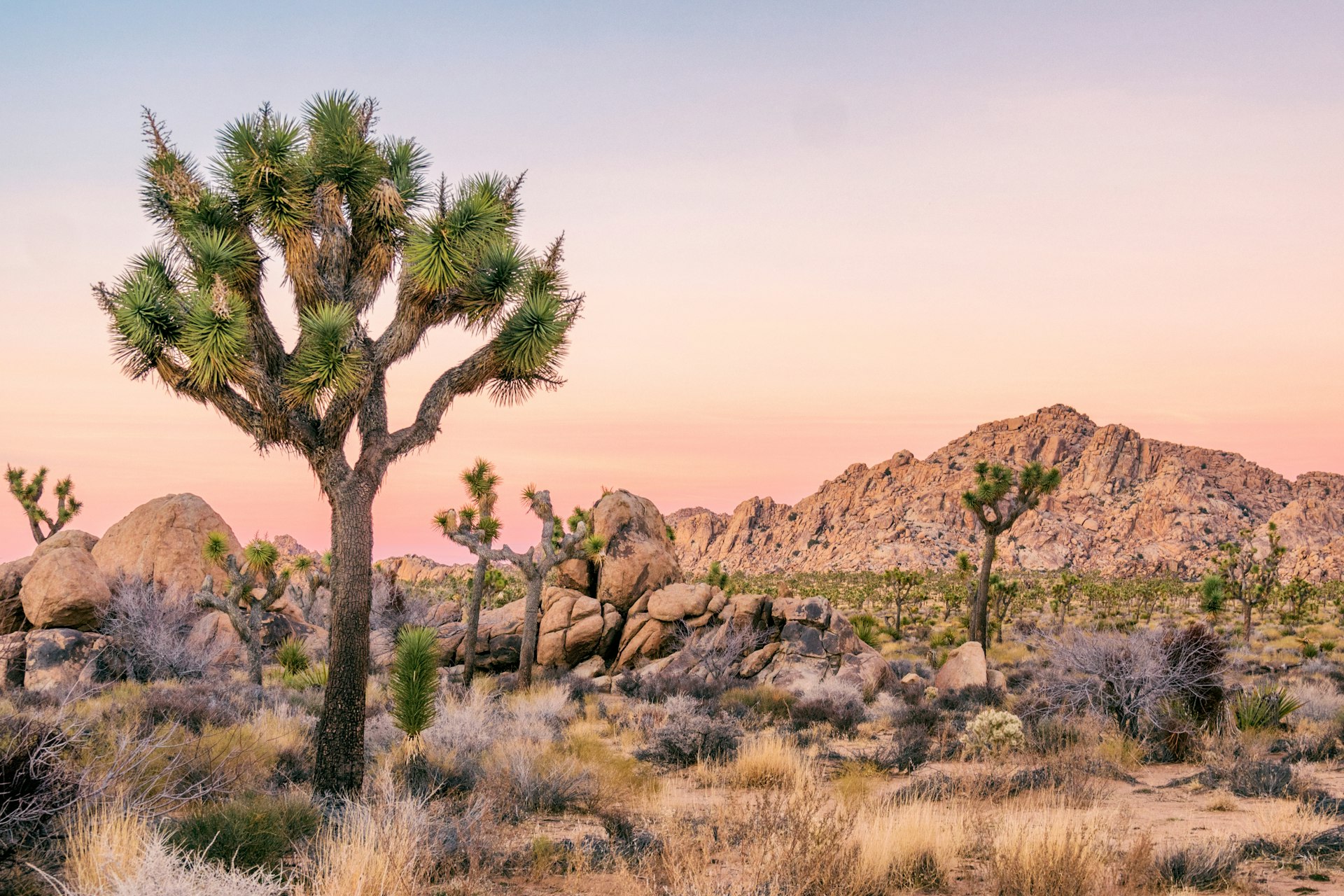 Árvores Seussian Joshua brotam do deserto do Parque Nacional Joshua Tree