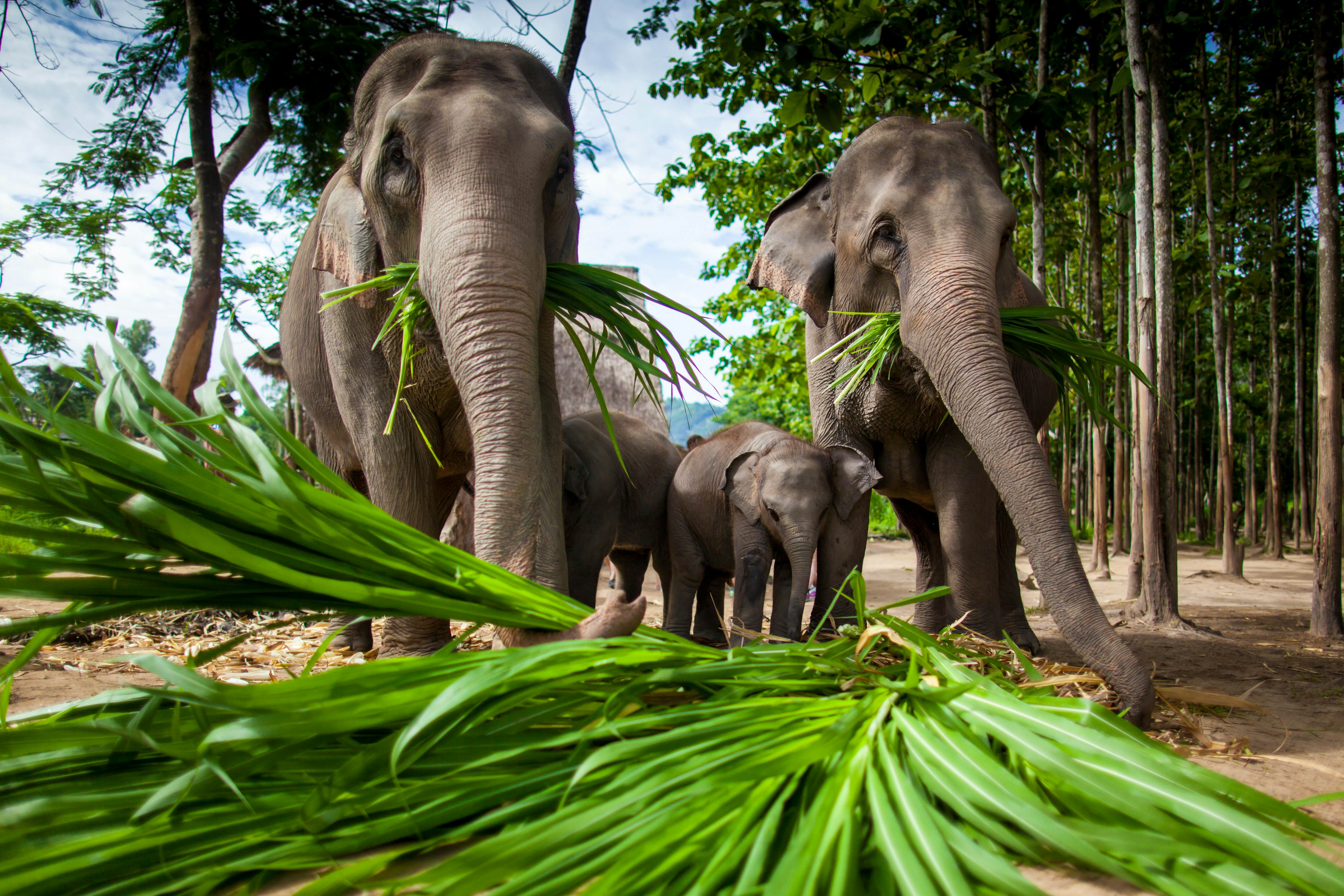 How to choose an ethical elephant experience in Thailand - Lonely Planet