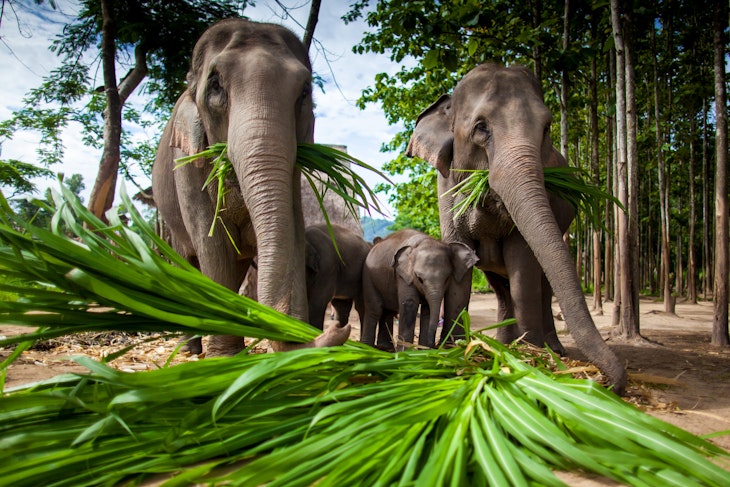 Chiang Mai, THAILAND - June 16, 2012: Adult and baby elephants eating sugar cane.