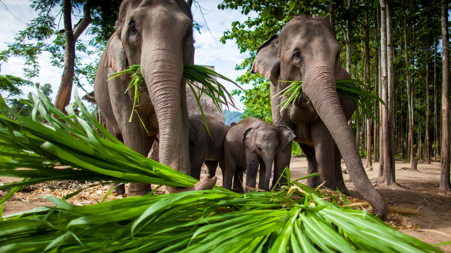 Chiang Mai, THAILAND - June 16, 2012: Adult and baby elephants eating sugar cane.