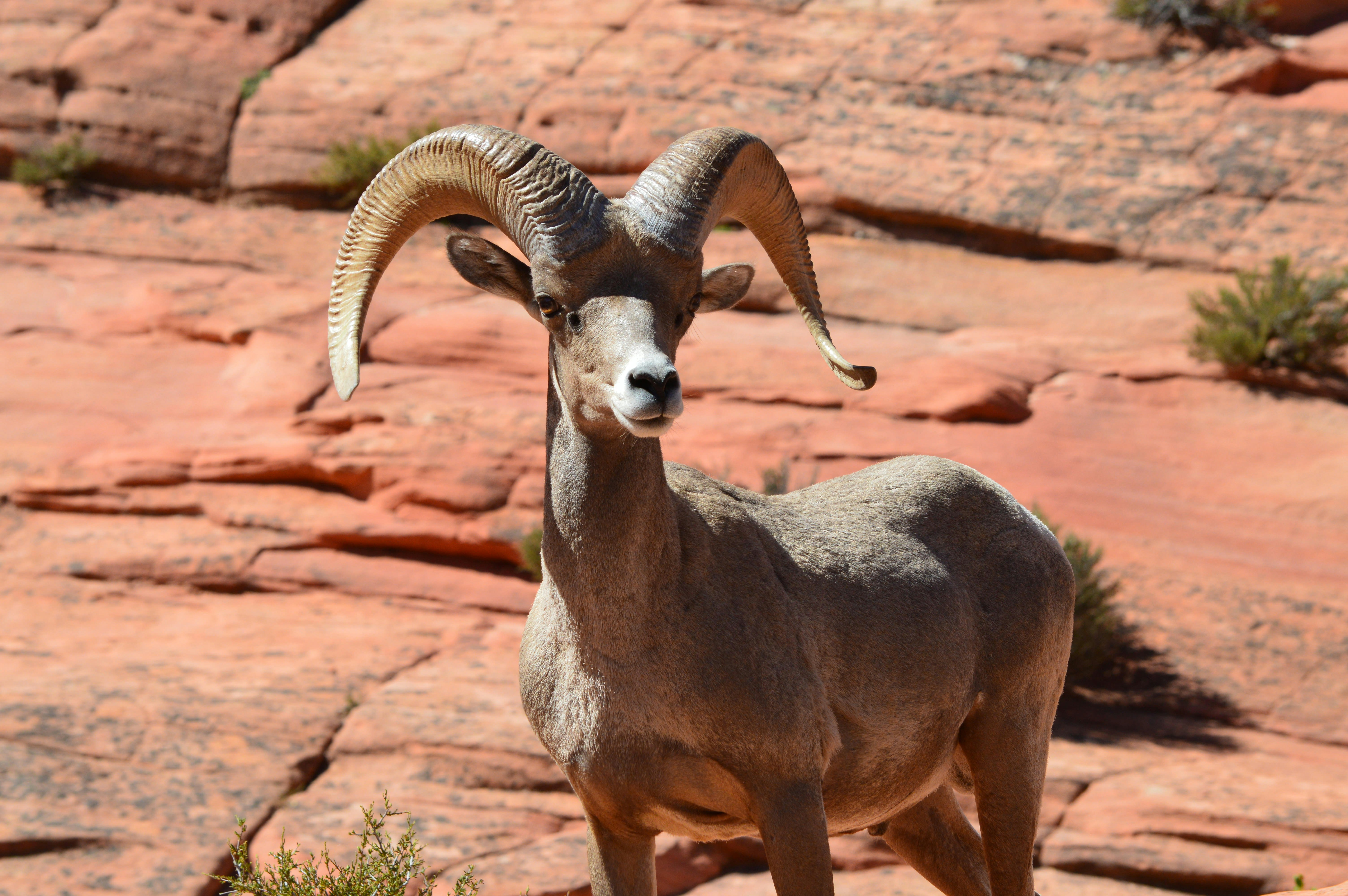 A bighorn sheep in a rocky region of Zion National Park, Utah