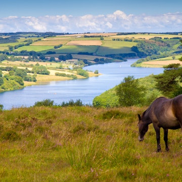 Exmoor pony and Wimbleball Lake at Exmoor National Park, Somerset.