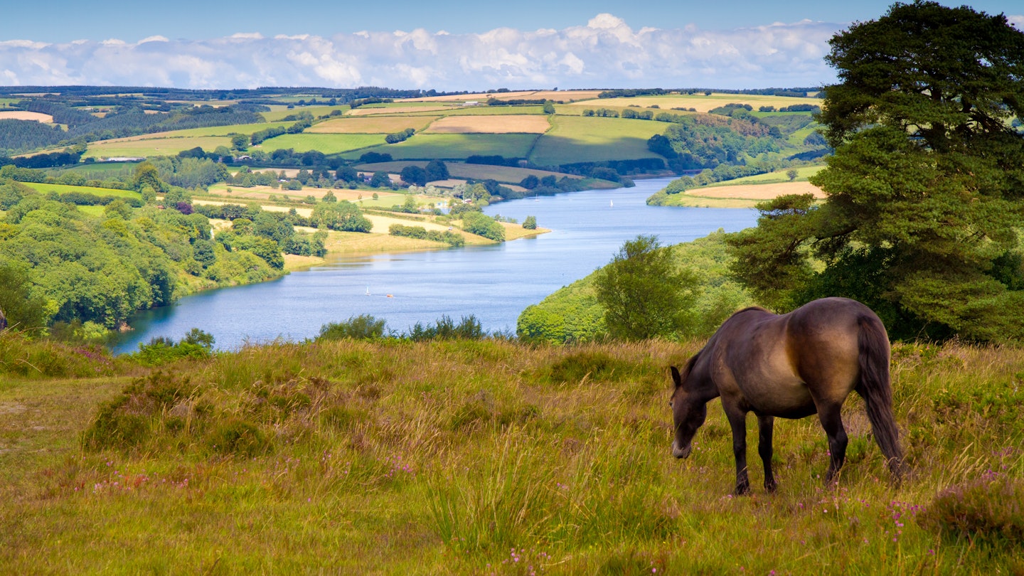 Exmoor pony and Wimbleball Lake at  Exmoor National Park, Somerset.