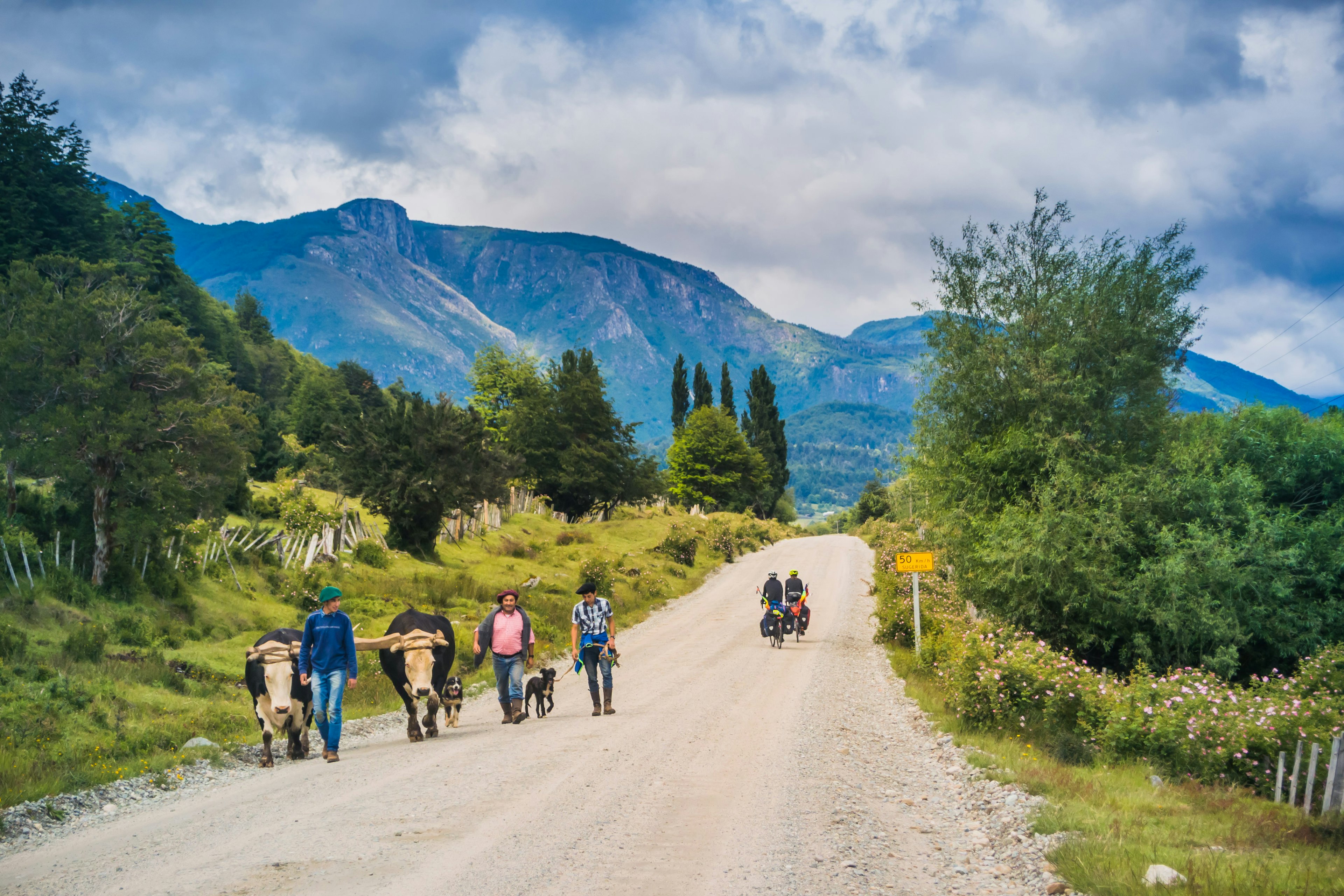 An unsealed track with two cyclists heading towards hills rising in the distance. In the foreground, three gauchos lead two bulls along the road