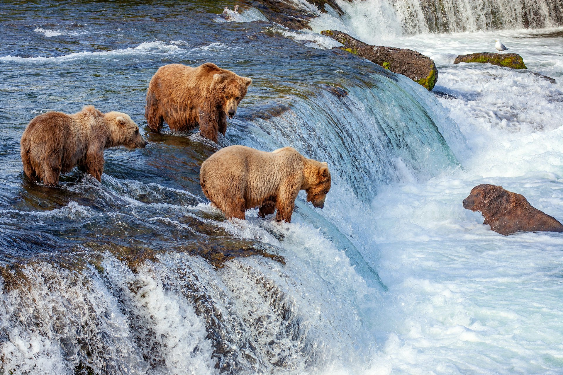 Grizzly bears stand in a river waiting for fish to leap into their mouths