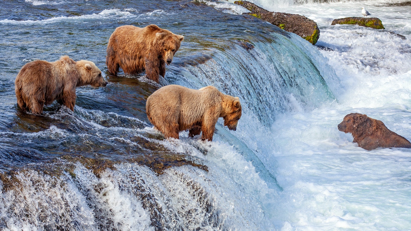A group of grizzly bears fishing for salmon at Brooks Falls.