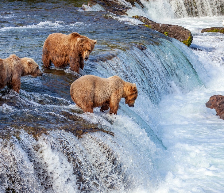 A group of grizzly bears fishing for salmon at Brooks Falls.