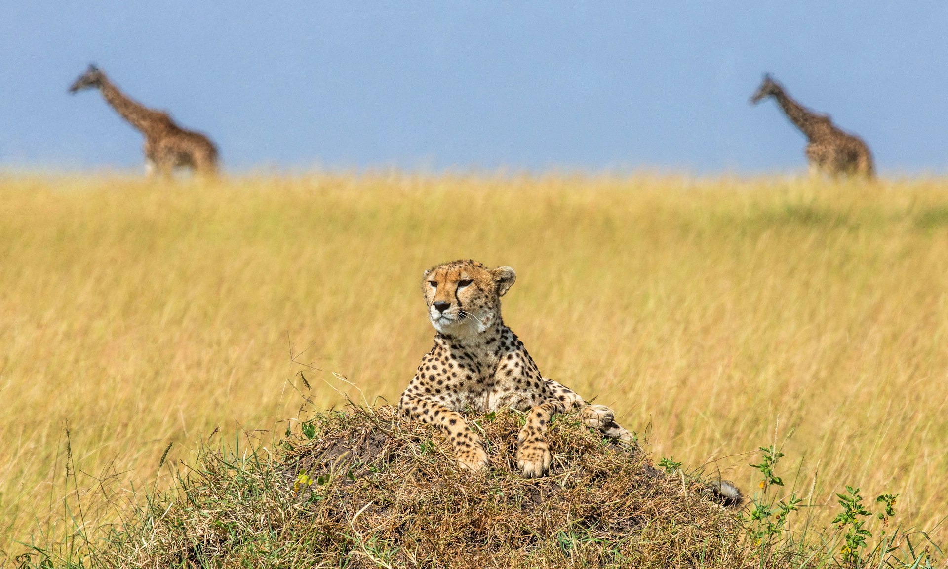 Cheetah on a small hill in the savannah with two giraffes in the background
