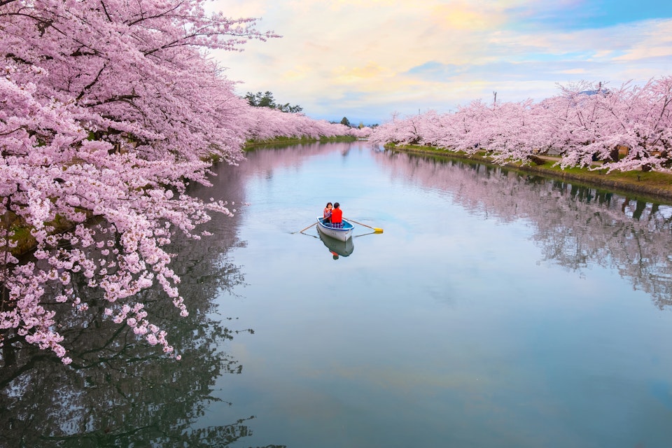 April 23, 2018: A couple in a rowboat paddle past sakura (cherry blossoms) in full bloom at Hirosaki park.