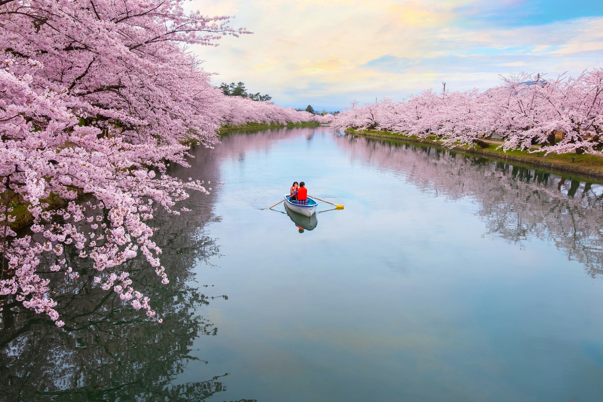 A couple rows in a row boat on the river surrounded by cherry blossoms