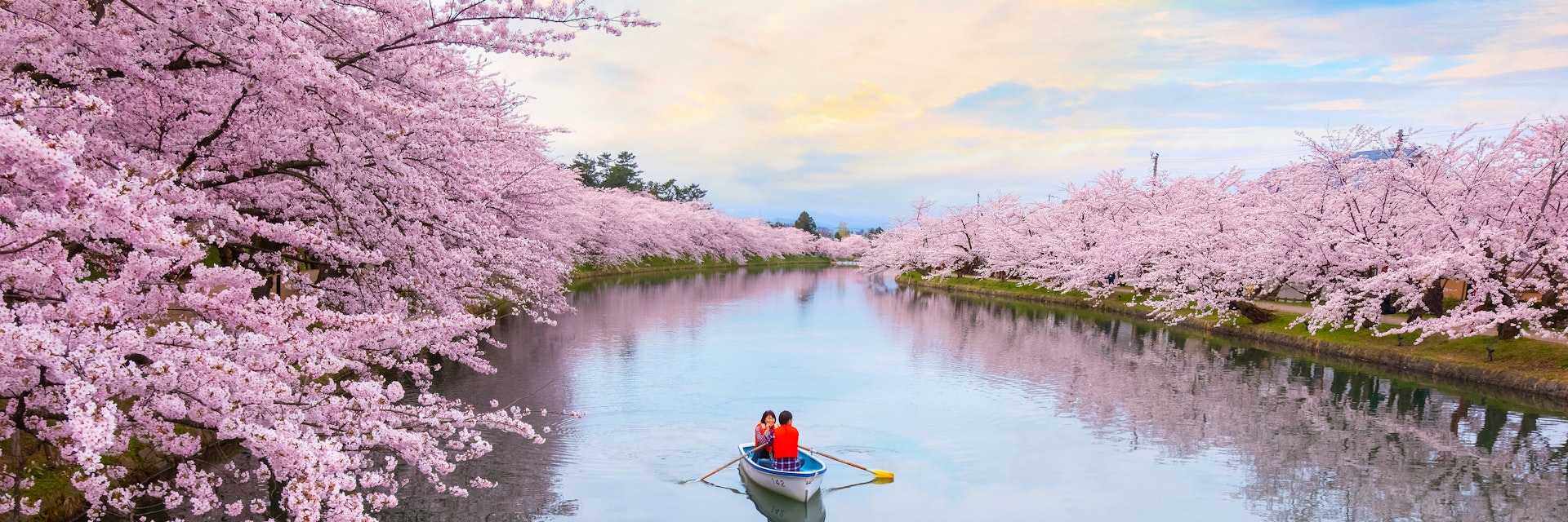 April 23, 2018: A couple in a rowboat paddle past sakura (cherry blossoms) in full bloom at Hirosaki park.