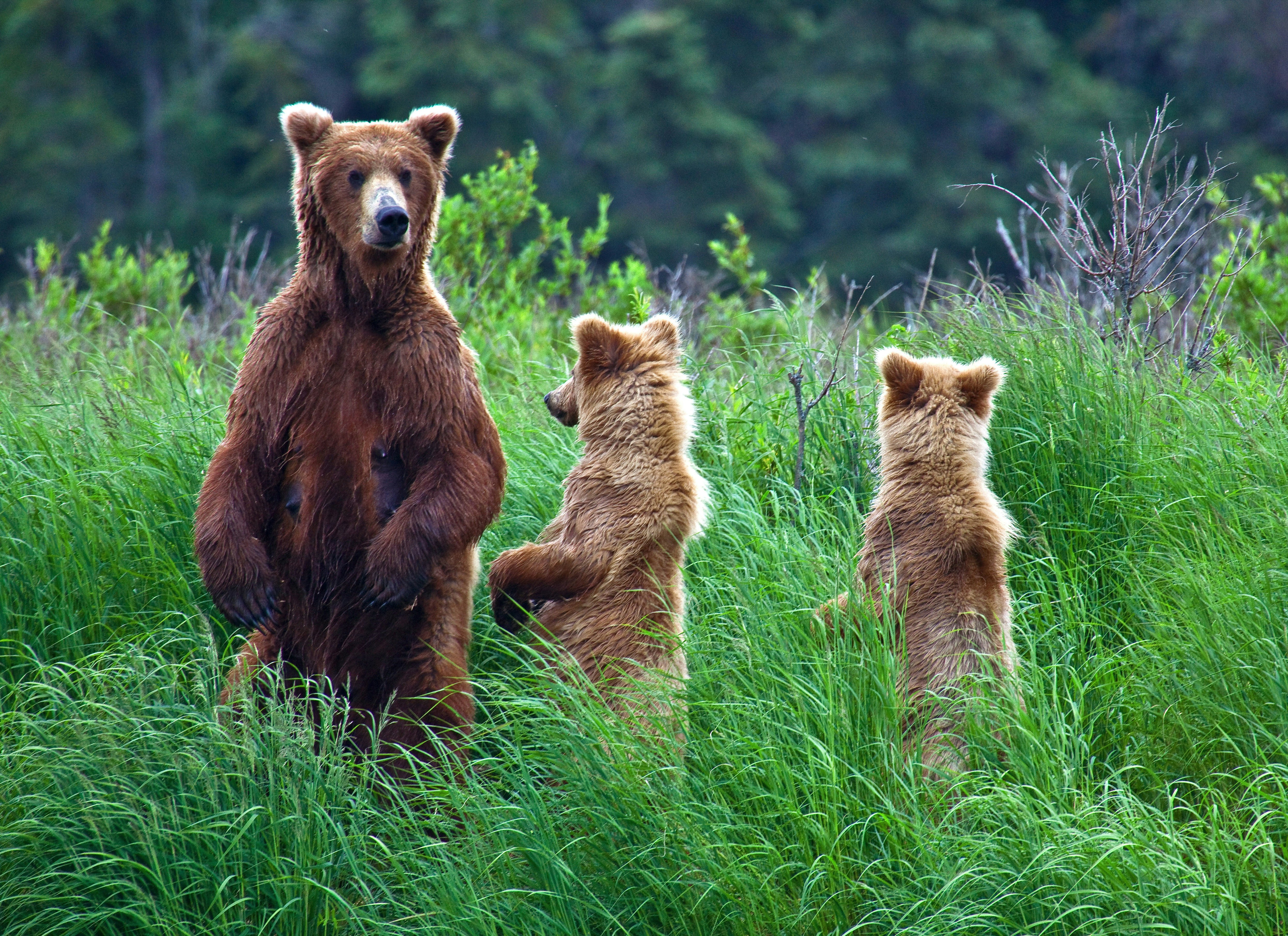 Grizzly bear and cubs at Katmai National Park, Alaska