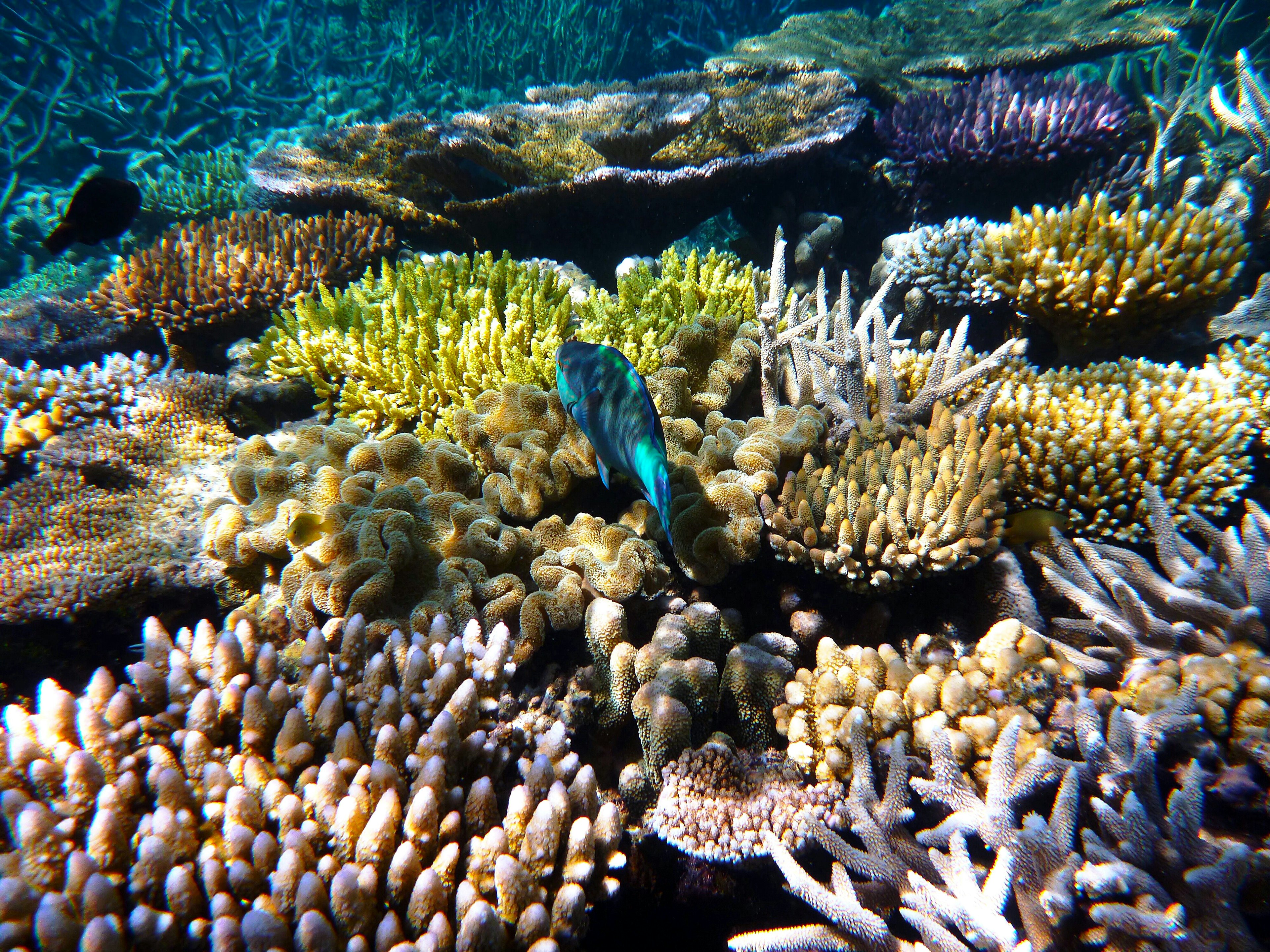 Colorful coral reef with a tropical blue fish swimming in the Great Barrier Reef near Cairns city in Australia.