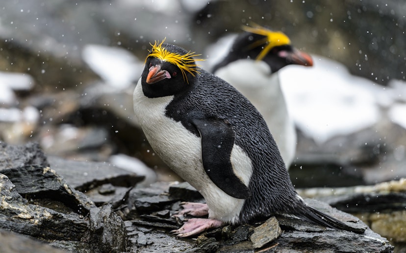 Macaroni Penguin (Eudyptes chrysolophus), a species of penguin found from the Subantarctic to the Antarctic Peninsula.