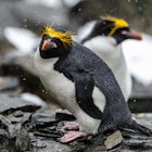 Macaroni Penguin (Eudyptes chrysolophus), a species of penguin found from the Subantarctic to the Antarctic Peninsula.